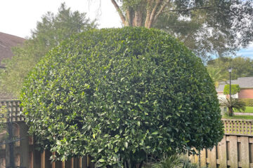 Hedge / Bush Trimming
